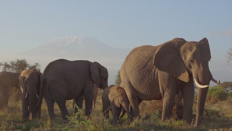 Elephants grazing at Amboseli National Park Kenya 