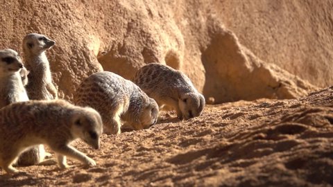 meerkats look curious digging in the dirt with their hands while others watch bask in the sun, suricata suricatta