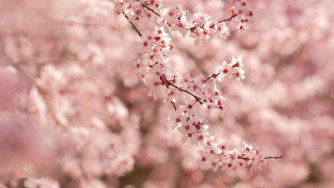 Spring season scene with pink blossom. Beautiful nature scene with blooming apricot tree at sunny day in springtime. Spring flowers. Beautiful Orchard. 