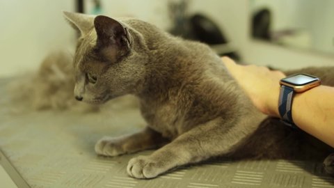 Grooming Russian Blue cat at pet salon showering and getting professional haircut