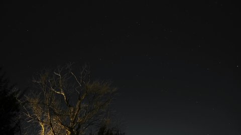 Tree silhouette over night starry sky with stars motion,universe field timelapse
