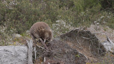 an echidna digs at the roots of a stump while searching for food in the tasmanian wilderness at cradle mountain national park