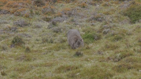 long tracking shot of a common wombat grazing grass at ronny creek on a rainy day at cradle mountain national park in australia