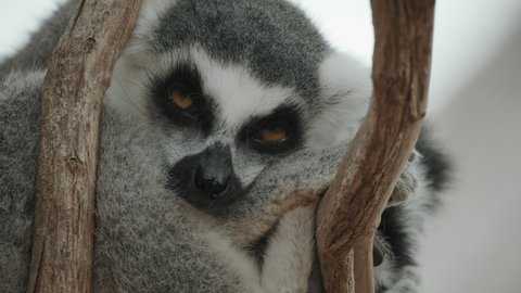lemurRing-tailed lemur sleeping in a tree awakens from sleep and opens its eyes