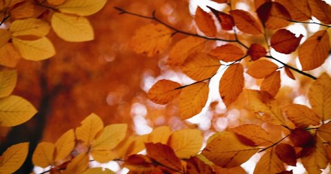 beautiful golden leaves in autumn forest framing the warm sunny day. cozy fall background. hornbeam tree Stockvideo