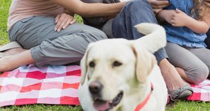 Happy caucasian multi generation family sitting on picnic blanket with pet dog in park. walk your dog month, dog ownership, care and loyalty concept digitally generated video.