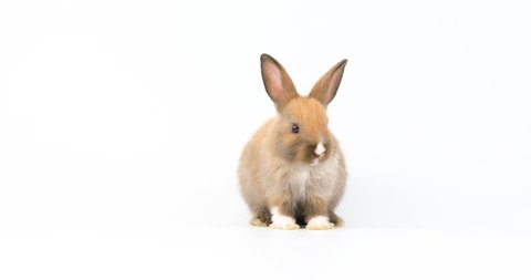 A healthy lovely bunny easter brown rabbit stands up on two legs, cleaning face, ears, body, sniffing, looking around, on white screen background. Cute fluffy rabbit, Lovely easter Animal concept.