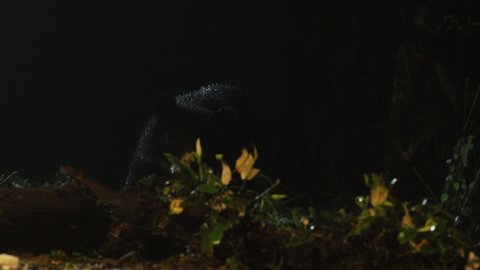Asiatic Black Bear (Ursus thibetanus) at night in the wild