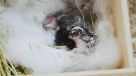 Newborn holland lop bunny in nest with mommy fur and dry grass. Group of baby rabbit are moving and sometime sleeping around nest. New life animal concept.