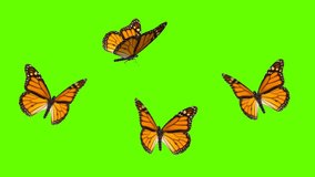 Colorful Butterflies Flying On Green Screen Matte Background 4k Animation Stock Footage. 3D Butterflies Stock Videos.