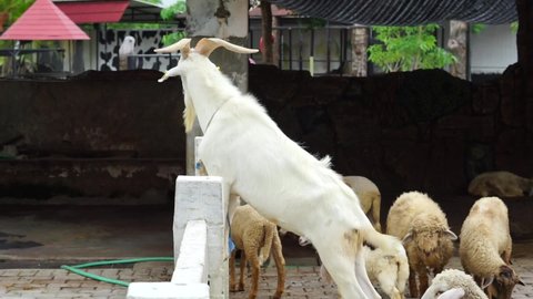 The Incredible Standing White Goat
