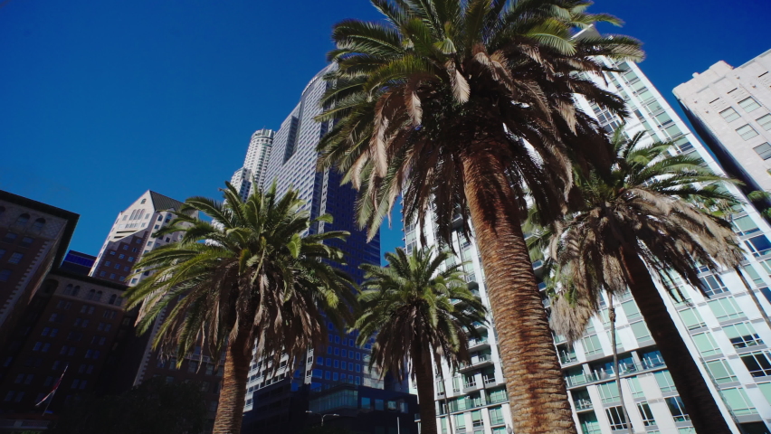 Palm trees next to skyscraper buildings downtown. LA offices, hotels, apartments. Concept of American modern urban lifestyle, city life work in LA. Low view.