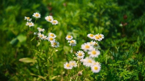Chamomile and green grass. Chamomile background. 