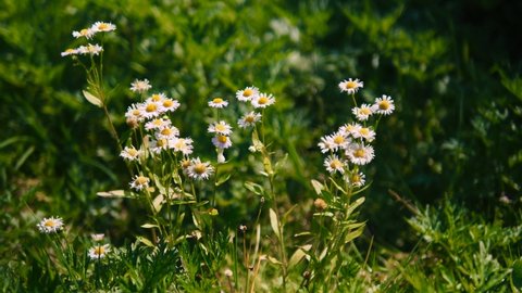 A field of chamomile. Spring background with chamomile.