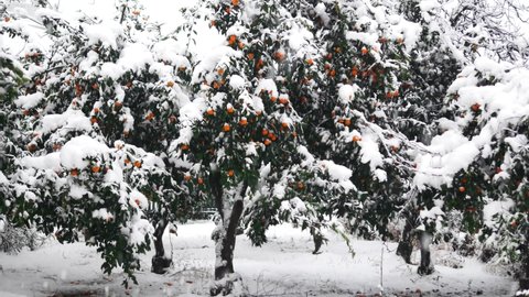 Tangerines garden under the snow. Snow covered tangerines trees.