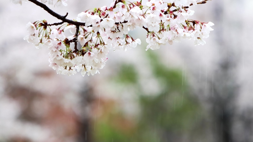The fresh spring rain and raindrops falling on the cherry blossom trees on a warm spring day, the cherry blossom petals and the sound of rain
 | Shutterstock HD Video #1086952148