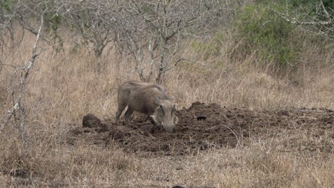A warthog digging in rhino dung in the African grasslands.