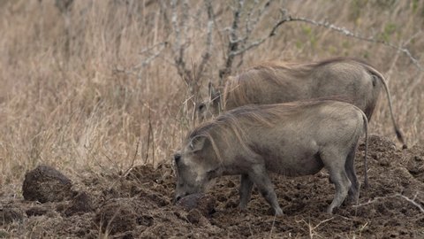 Two warthogs digging in a rhino midden and eating rhino dung in the African savanna.
