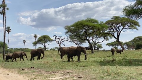 A group of elephants are eating grass in Tarangire National Park. Safari in Tanzania, Africa.