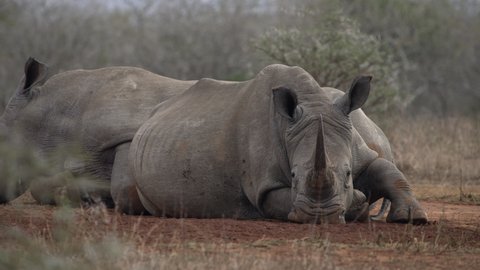 Two white rhino lying together and sleeping, one rhino facing camera showing head and horn.