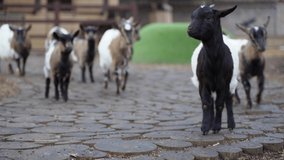 the goats run happily around the stable because they have just eaten