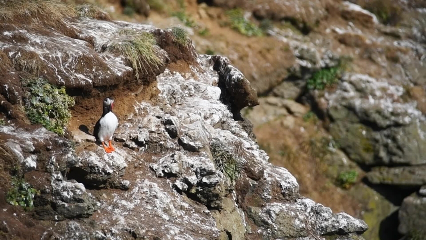 Arctic puffin standing and flying away on cliff in Grimsey Island