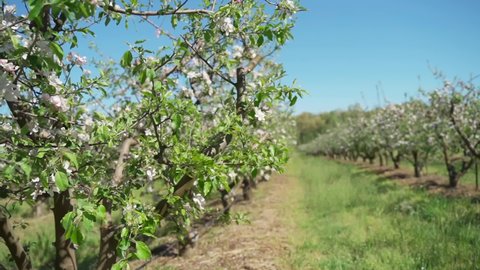 Apple blossoms. The apple orchard is in bloom in spring. Farming and growing apples. White apple tree blossom, spring season in fruit orchards in agricultural region, landscape