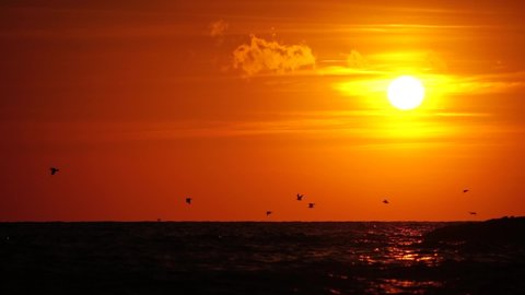 A flock of seagulls fly and fish in the sea. Warm sunset sky over the ocean, sun glare. Silhouettes of seagulls flying in slow motion away from the camera with the sea in the background at sunset.