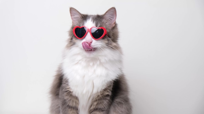 Cute funny cat with red heart-shaped sunglasses sitting on a white background. Postcard with cat with space for text. Concept Valentine's Day, wedding, women's day, birthday | Shutterstock HD Video #1086969695