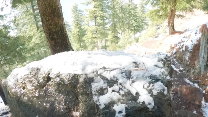 Pine Trees besides the pathway covered by snow during the winter as seen during the trek to Bijli Mahadev Temple at Kullu in Himachal Pradesh, India