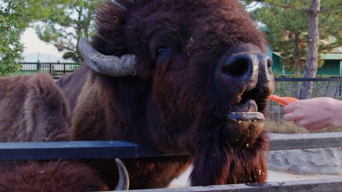 Bison takes with his mouth and eats carrot, which is handed to him by visitor or zookeeper. Feeding of large horned animal with plant food. Ruminant herbivorous mammals in fenced area of zoo