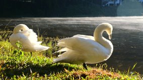 Two beautiful magical swans are brushing their feathers near foggy river at dawn. Large waterfowl in the wild near misty lake. Concept of ecology and care for the environment