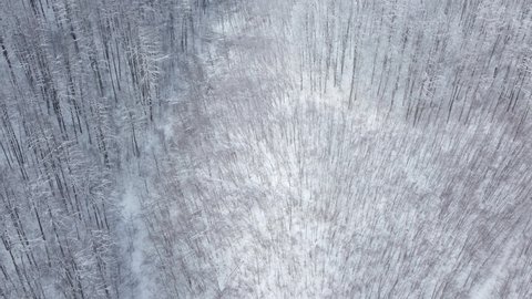 a flight over a frozen deciduous forest in winter