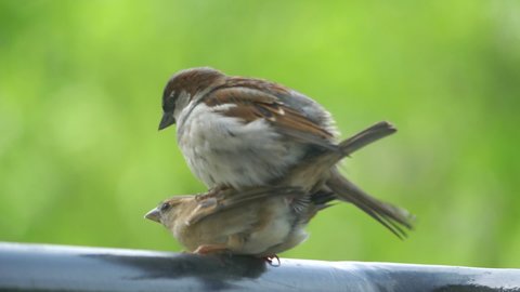 Two sparrows making love in slow motion 60fps