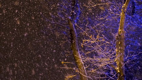 snowing between pine trees at night slow motion