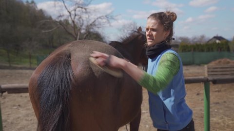 horse care, combing and brushing. young woman takes care of the horse before the ride