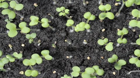 Cress seedling growing time lapse. Filmed over a 7 day period. Top view looking down. Part 2 of 2. The seeds germinate on the moist peat and grow quickly time-lapse.