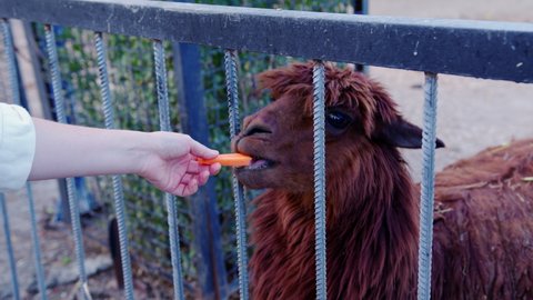 Brown llama eats, moves jaws, looks around at zoo or wildlife sanctuary. Feeding cute animal with long wool with plant foods. Zookeeper gives carrot to hungry lama glama in cage. Close up