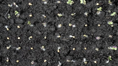 Cress seed germination time lapse filmed over a 7 day period. Neat row of seeds germinate on the moist soil. The leaves and stems grow quickly. time-lapse 1 of 2.