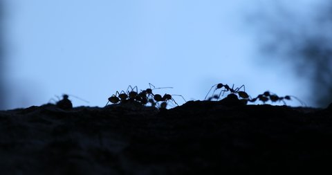 Silhouette Ant Macro Shot Stock Footage Video (100% Royalty-free