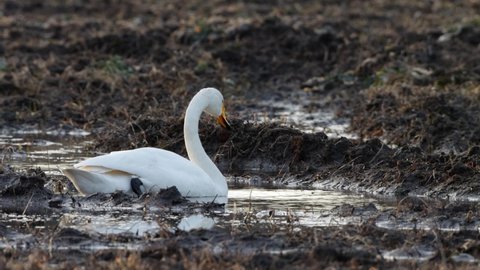 Whooper swan, Cygnus cygnus coming out of water and walking away on a muddy field in Estonia, Northern Europe.	
