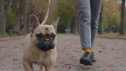 Cute french bulldog looking around while walking with female owner at city park. Unrecognisable female person using leash for controlling playful dog outdoors.