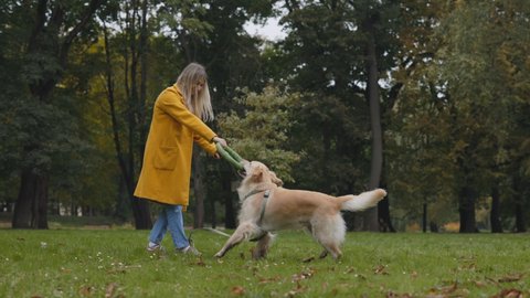 Young woman using rubber puller for training her golden french retriever at city park. Playful adult dog jumping up and trying to catch toy.