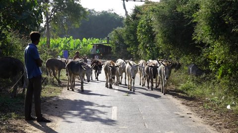 Gujarat, India - February-12-2022: Group of wild donkeys or mule jackass walking on road | Domestic animals on road