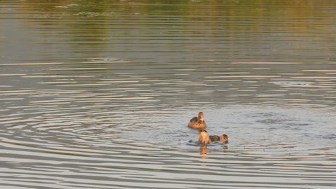 full shot of Lesser whistling duck flock of birds in golden hour sunset light floating in water at keoladeo national park forest or bharatpur bird sanctuary rajasthan india - Dendrocygna javanica