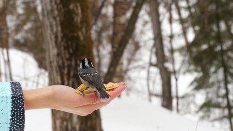 Nuthatches and tits are starving in winter. Birds in the winter forest feed on human food