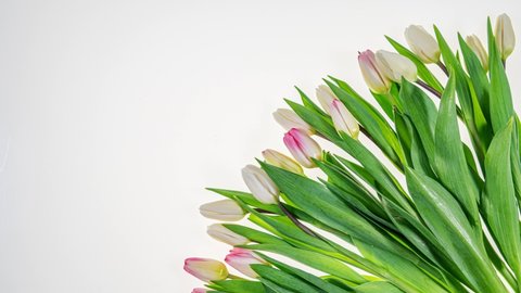 A cup of coffee and a donut in the shape of 8, a notepad and a pen.
  Pink and white tulips are moving on a light background, top view. Concept, spring, vacation, spring holiday.
Stop motion animation