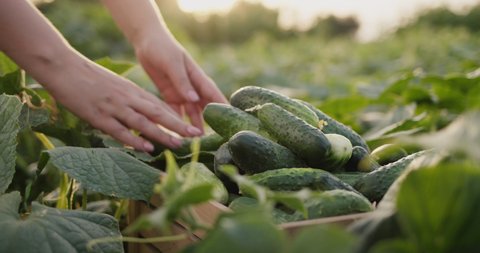 The farmer harvests cucumbers in his field, puts vegetables in a box
