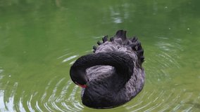 black swan, itchy black swan in lake, slow motion