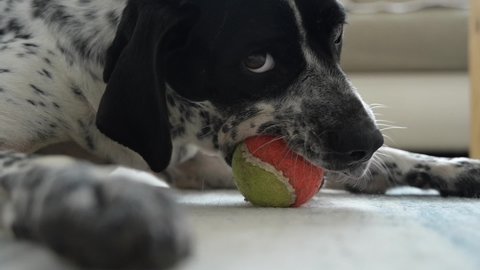 a dog playing with orange green ball on floor chewing it slow motion